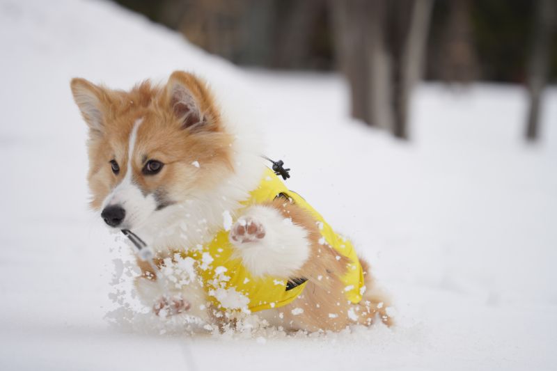 テンションが高いもこすけ