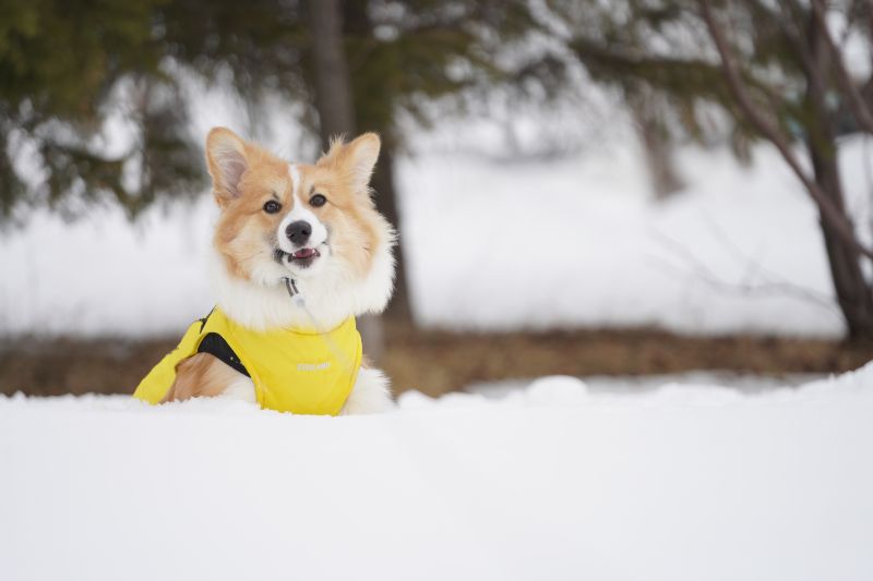 雪の中のコーギー犬もこすけ