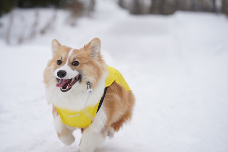 公園を走るコーギー犬もこすけ