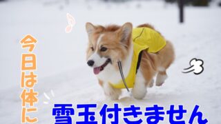 今日ももこすけは元気いっぱい雪遊び