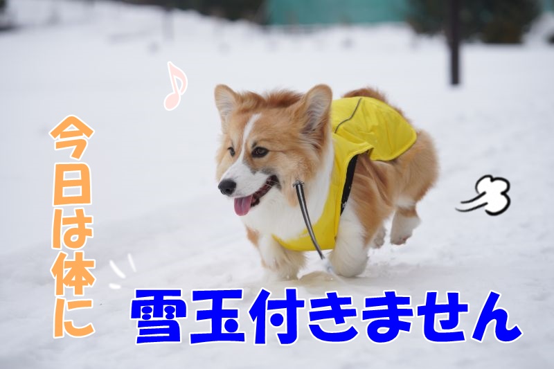 今日ももこすけは元気いっぱい雪遊び