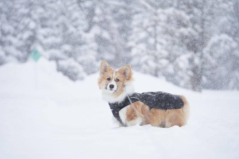 【春の嵐】猛吹雪でも関係ないワンワン