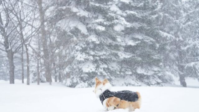 【春の嵐】猛吹雪でも関係ないワンワン