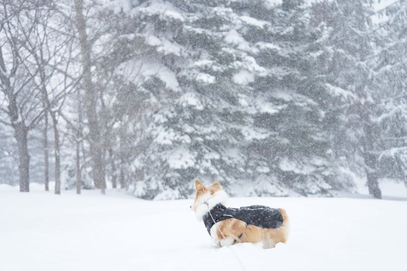 北海道の広い範囲で今シーズン最大クラスの大雪