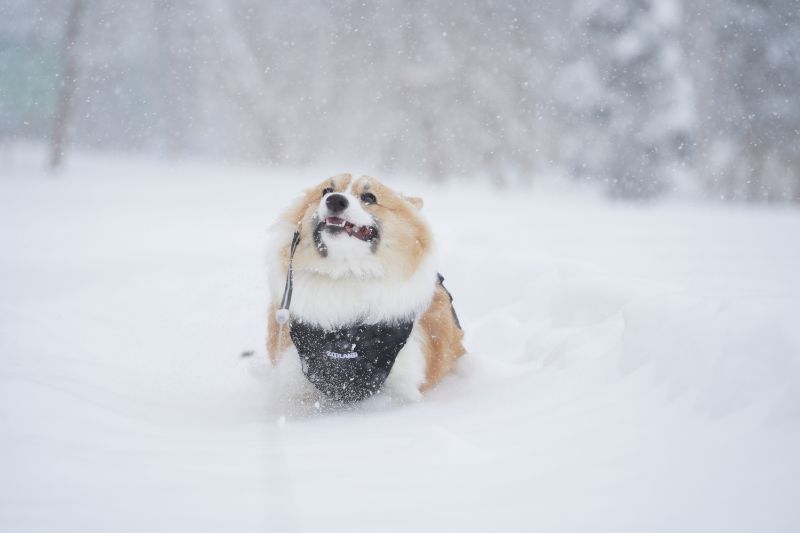 春の嵐 北海道の大雪を堪能するコーギー犬もこすけ