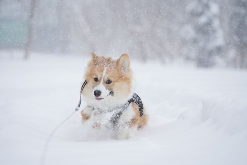 猛吹雪の中走り回るコーギーもこすけ