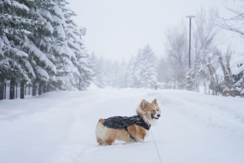 吹雪でも元気なコーギー犬もこすけ