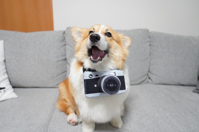 【初心者向き】犬の写真を可愛く見せる5つの撮り方とは
