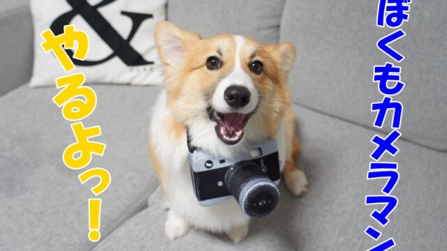 これかわいい♪犬用カメラおもちゃ【 プレイ(PLAY) グローブトロッター カメラ】