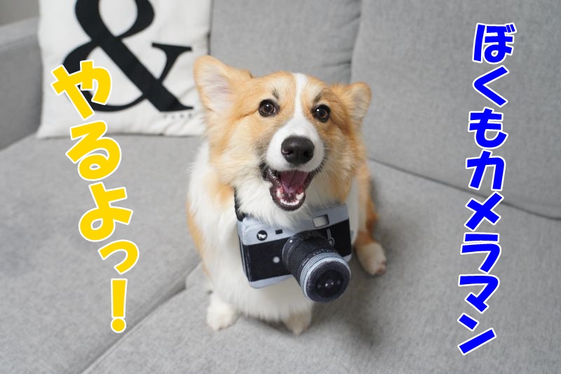 これかわいい♪犬用カメラおもちゃ【 プレイ(PLAY) グローブトロッター カメラ】