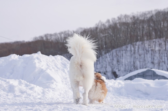 ミナファームの看板犬 グレートピレニーズとコーギーのお尻