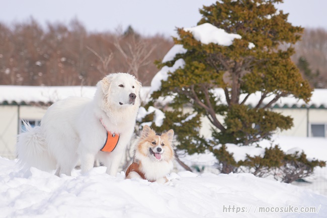 夕日を見つめるグレートピレニーズとコーギー ミナファーム