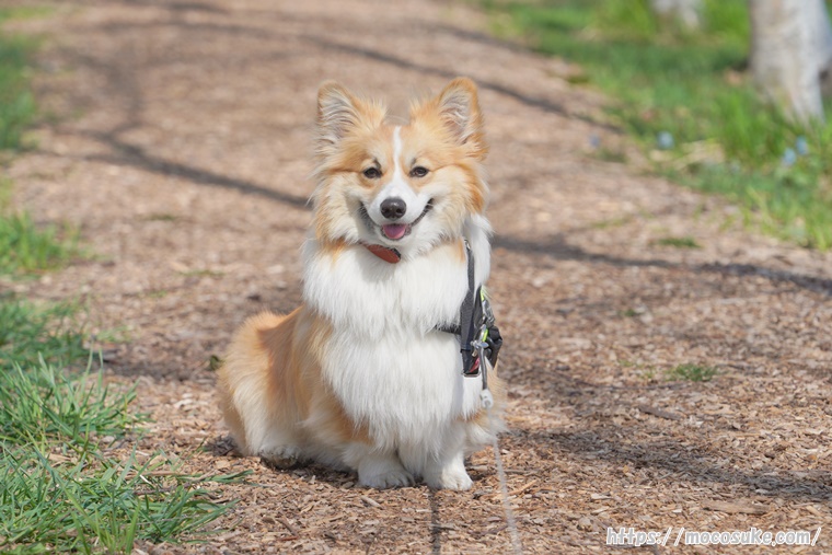 モエレ沼公園へやってきたコーギー犬もこすけ