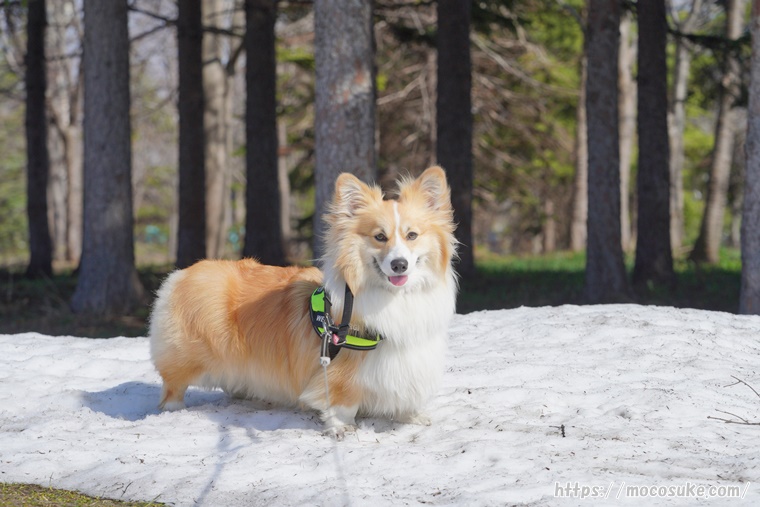 4月 モエレ沼公園 雪