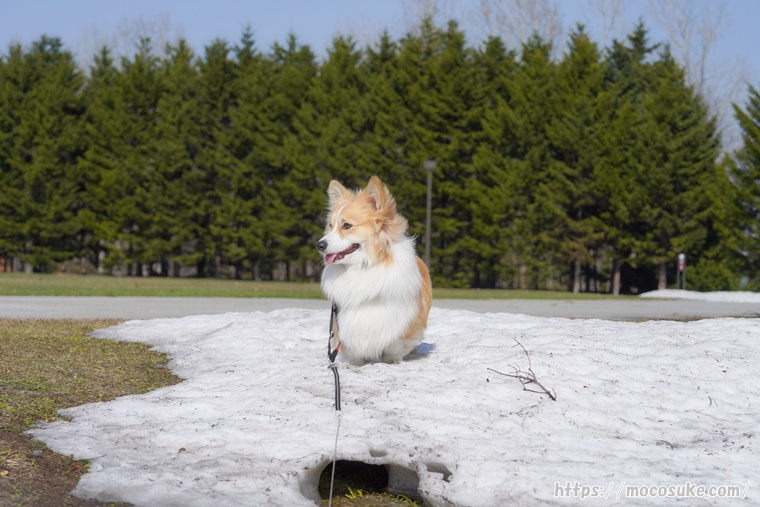 4月のモエレ沼公園 雪の上から降りないコーギーもこすけ