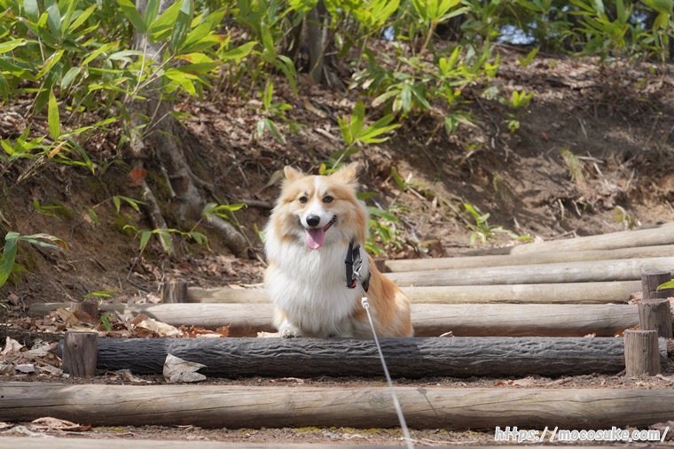 平岡公園 階段を上って得意げな表情のコーギー犬もこすけ