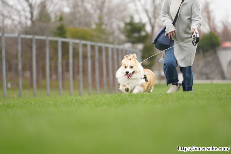 桜鑑賞のつもりだったのに、気づくと家族でマラソンしていた1日…
