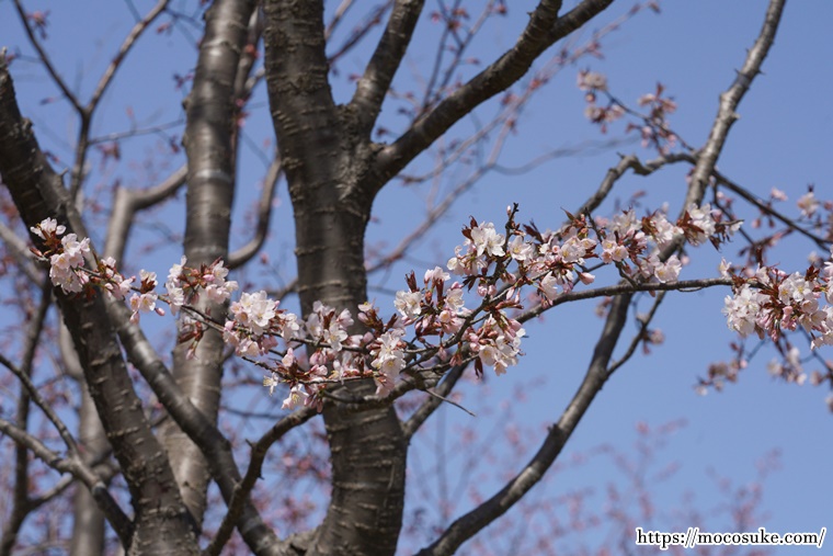 モエレ沼公園 サクラの森