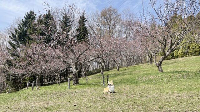 平岡公園にやってきました！もうすぐ白梅の花が咲きそうです