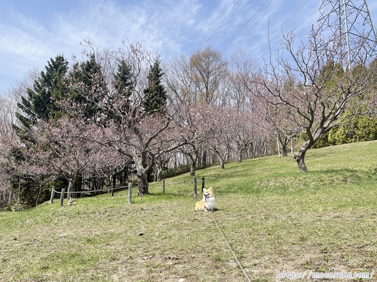平岡公園にやってきました！もうすぐ白梅の花が咲きそうです