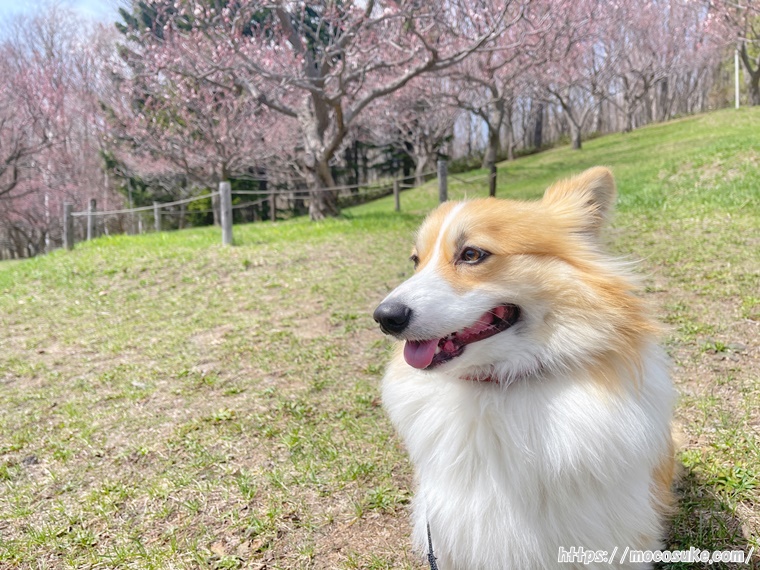 平岡公園 白梅の花の前で記念撮影したかったけど…