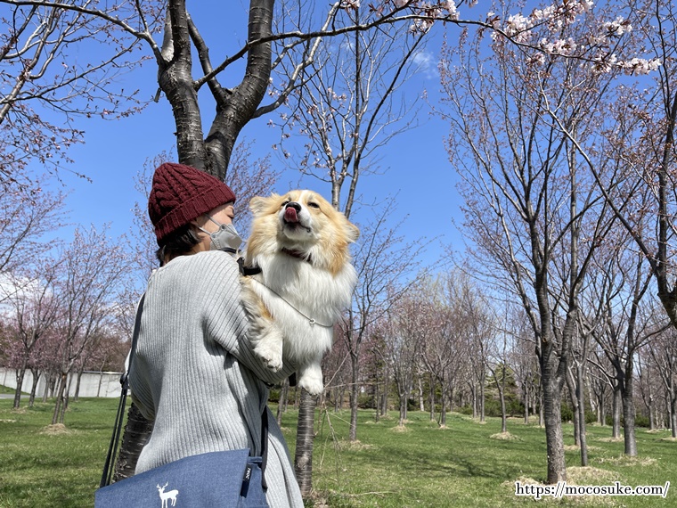 モエレ沼公園 桜 コーギーもこすけ