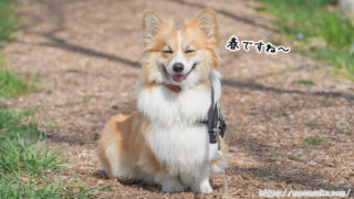 桜の開花が待ち遠しいモエレ沼公園 コーギーもこすけ