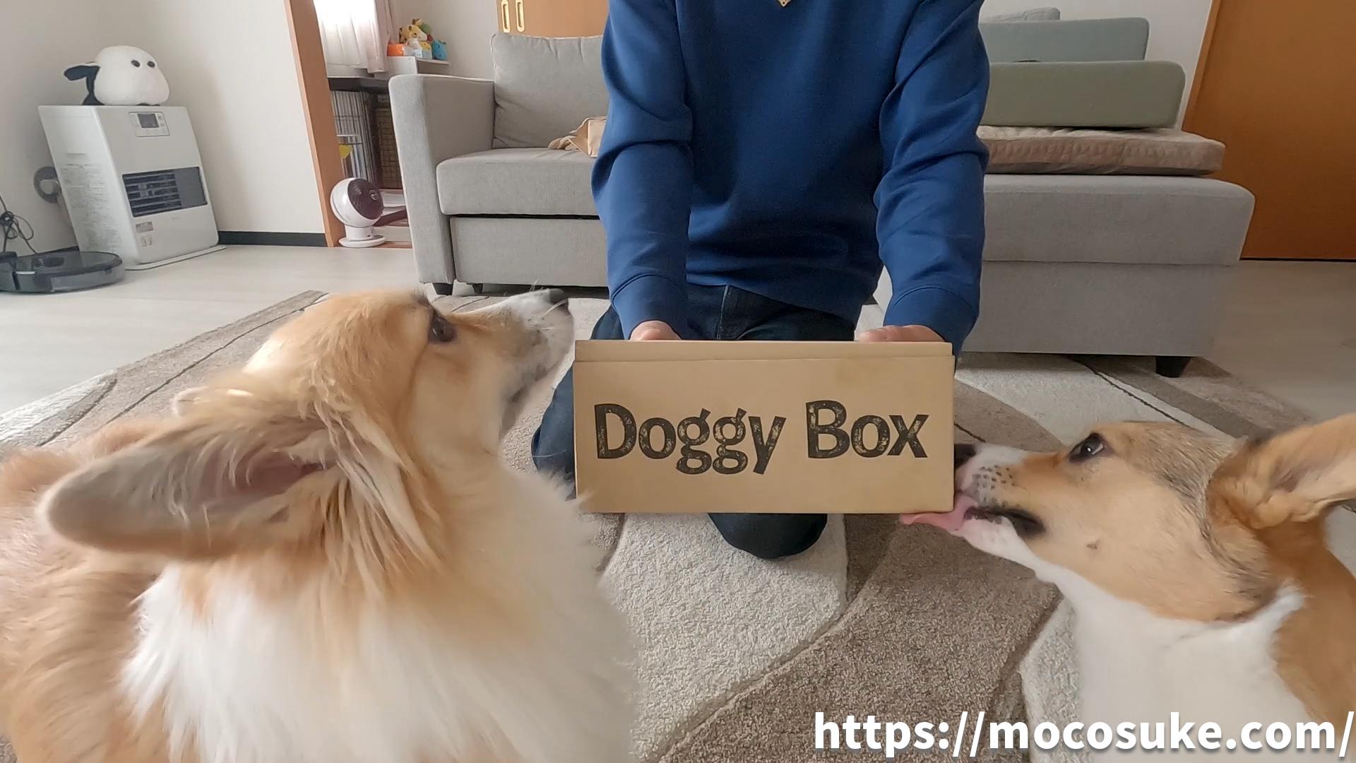 Doggy Boxの箱に詰め寄るコーギーもこすけ りくまる