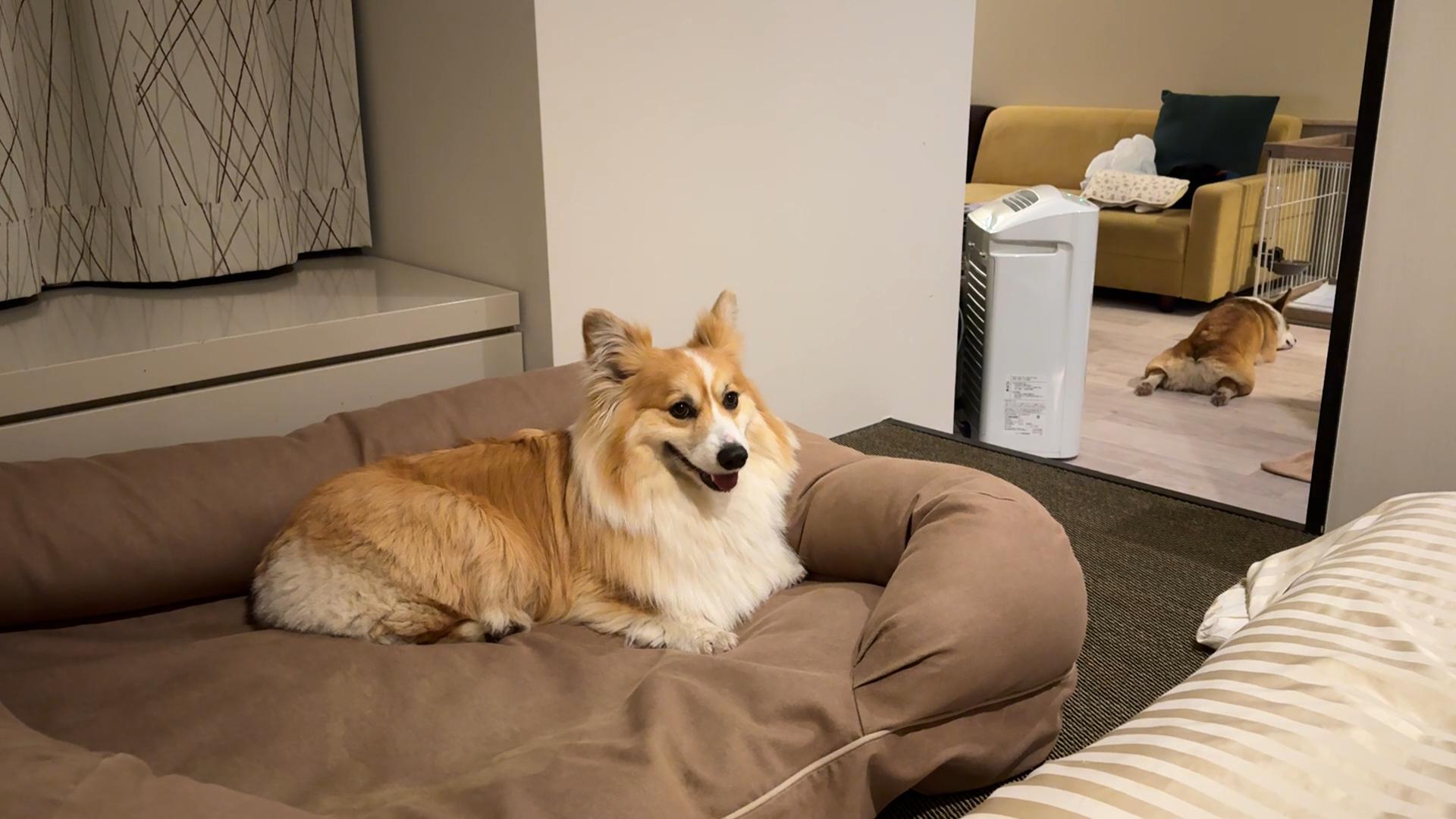 愛犬ルームトリプル ペットベッド